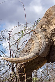 African Elephant Loxodonta africana portrait