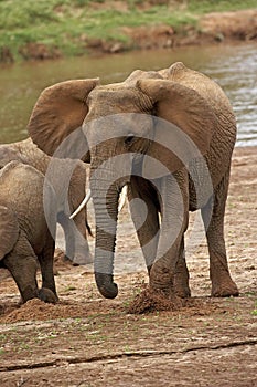 African Elephant, loxodonta africana, Samburu park in Kenya