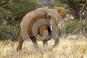 African Elephant, loxodonta africana, Samburu park in Kenya