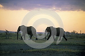 African Elephant, loxodonta africana, Silhouette of Adults, Amboseli park in Kenya