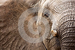 African elephant (Loxodonta africana) photo