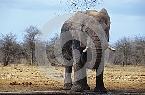 African Elephant (Loxodonta Africana) squirting mud on savannah