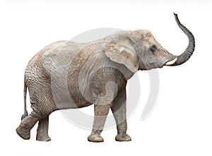 African elephant (Loxodonta africana). photo