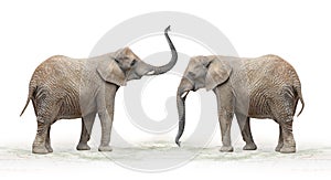 African elephant (Loxodonta africana). photo