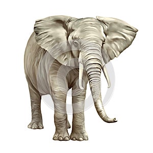 African elephant, Loxodonta africana, on a white photo