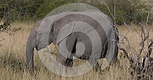 African Elephant, loxodonta africana, Youngs eating the Bush, Masai Mara Park in Kenya, Real Time