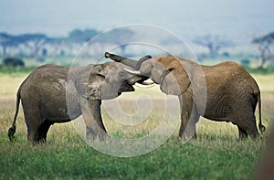 African Elephant, loxodonta africana, Youngs playing, Masai Mara Park in Kenya