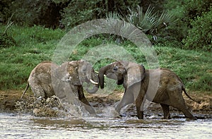 African Elephant, loxodonta africana, Youngs playing in River, Masai Mara Park in Kenya