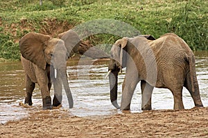 African Elephant, loxodonta africana, Youngs standing in River, Masai Mara Park in Kenya