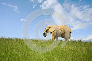 African elephant - Loxodonta africana, in ZOO Lesna, Zlin, Czech Republic