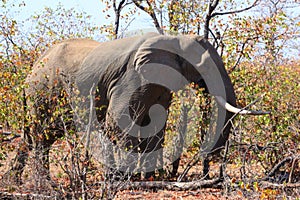 IMG_3955  African Elephant  loxodonta in Autumn Landscape,captured in Shingwedzi, Kruger National Park,South Africa on29.08.18 photo