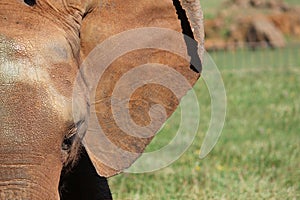 African Elephant photo