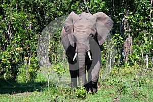 African elephant or Loxodonta cyclotis in nature