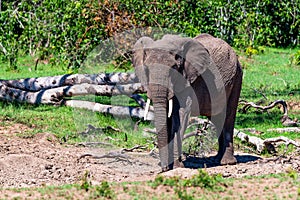 African elephant or Loxodonta cyclotis in nature