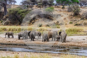 African elephant (Loxodonta) at the Serengeti national park, Tanzania. Wildlife photo