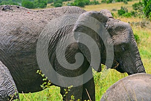 African elephant, Maasai Mara Game Reserve, Kenya