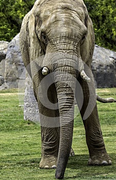 African Elephant Male