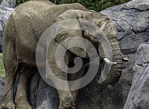 African Elephant Male