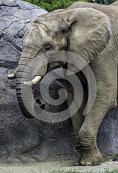 African Elephant Male