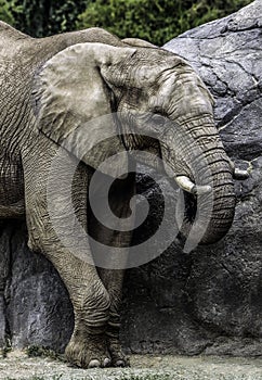 African Elephant Male