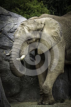 African Elephant Male