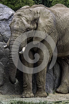 African Elephant Male