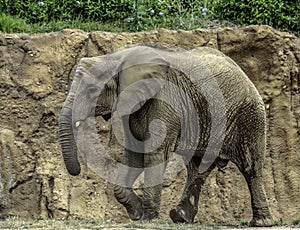 African Elephant Male