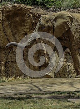 African Elephant Male