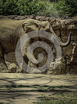 African Elephant Male