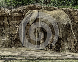 African Elephant Male