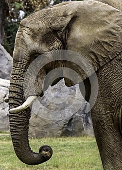 African Elephant Male