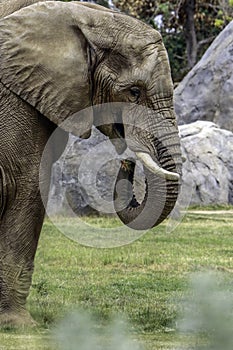 African Elephant Male