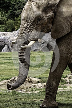 African Elephant Male