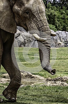 African Elephant Male