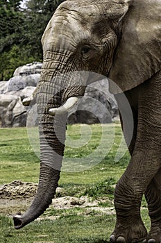 African Elephant Male