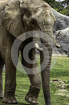 African Elephant Male