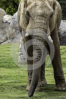 African Elephant Male