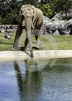 African Elephant Male