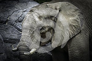 African Elephant Male