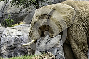 African Elephant Male