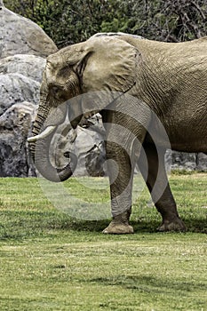 African Elephant Male