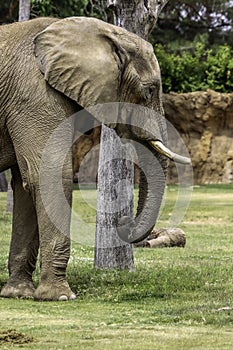 African Elephant Male