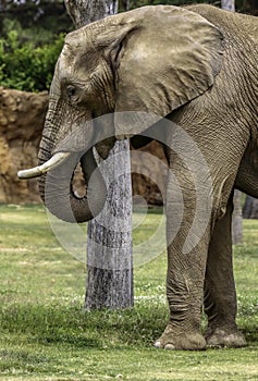 African Elephant Male