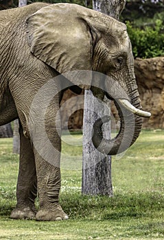 African Elephant Male