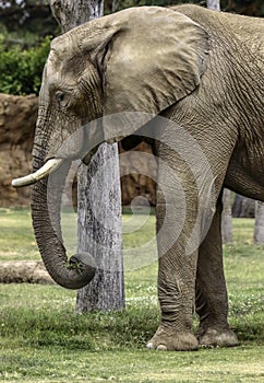 African Elephant Male