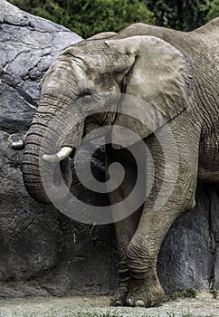 African Elephant Male