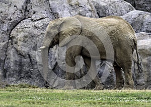 African Elephant Male