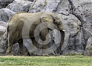 African Elephant Male