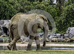 African Elephant Male