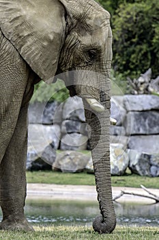 African Elephant Male